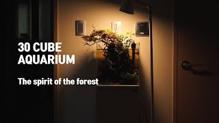 30cm Cube aquarium aquascape The spirit of the forest [upl. by Shaya]