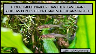 Don’t sleep on this beautiful fish Sawbwa Resplendens aka the Rummy Nose Rasbora [upl. by Sivrad]