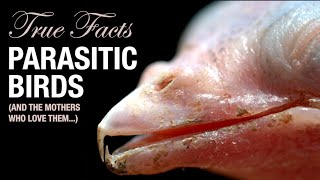 True Facts Parasitic Birds [upl. by Nnaylime]