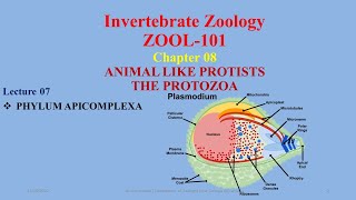 Phylum Apicomplexa Plasmodium Malaria Toxoplasma Coccidiosis [upl. by Yllak686]