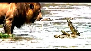 Lion vs Crocodile  Who wins [upl. by Attela]