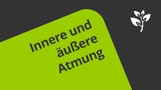 Die innere und äußere Atmung  eine Erklärung  Biologie  Humanbiologie [upl. by Paucker480]