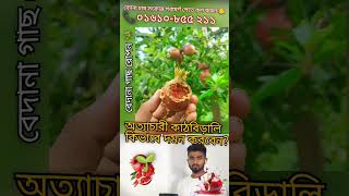 Pomegranate Care Techniques Collect Pomegranate Varieties ডালিমের জাত satisfying short shortsfeed [upl. by Bodi]