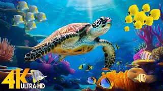 Under Red Sea 4K  Sea Animals for Relaxation Beautiful Coral Reef Fish in Aquarium  4K Video 8 [upl. by Phenice]