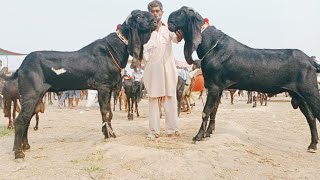 Bakra Mandi Sahiwal ki update Baredar Bital Bakry 03124058010Altaf goat farm [upl. by Ary]