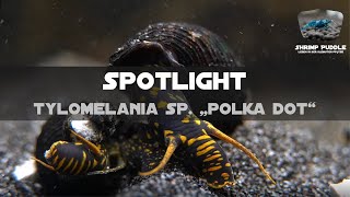 TYLOMELANIA SP POLKA DOT  SPOTLIGHT [upl. by Leesen]