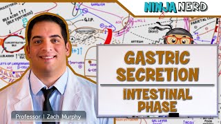 Gastrointestinal  Gastric Secretion The Intestinal Phase [upl. by Olbap]