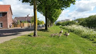 Gorinchem  een stille verkenning in de wijken Haarwijk en Stalkaarsen [upl. by Aracot]