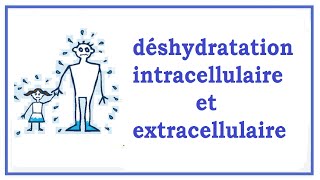 déshydratation intracellulaire et extracellulaire [upl. by Helve]