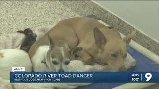 Colorado River Toad danger [upl. by Steddman]