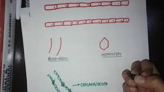 PRIMARY BILIARY CIRRHOSIS amp CHOLANGITIS  causes symptoms diagnosis treatment amp pathology [upl. by Thant]