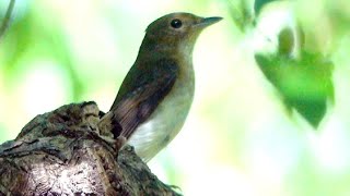 20241006  台北植物園  黃眉黃鶲 Ficedula narcissina 雌；我是蜻蜓 2 [upl. by Azil]