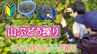 【初心者必見】山ぶどうの採り方解説【ジャム作りampソーダ割り】 家族でのんびり山ぶどう採り 山葡萄 山菜採り ジャム作り [upl. by Alesram]