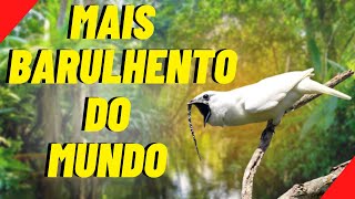 ARAPONGADAAMAZÔNIA O PÁSSARO MAIS BARULHENTO DO MUNDO  Shorts [upl. by Eadie386]