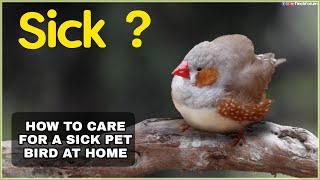 How to care for a sick bird at Home Symptoms of a sick bird amp What to doHow to treat a sick bird [upl. by Eidson457]