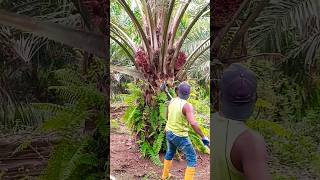 Palm oil fruit harvesting youtube shortvideo [upl. by Ettena388]