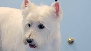 How to Groom a Westie  West Highland White Terrier  DoItYourself Dog [upl. by Zamir]