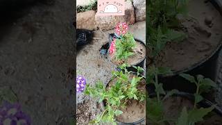 Verbena Flower  Verbena Plant Care  How To Grow Verbena Flowersshortsviralshortytshort [upl. by Aitnauq]