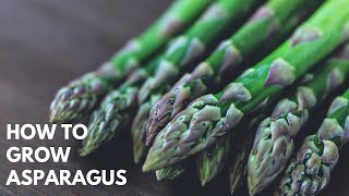 HOW TO GROW ASPARAGUS EASY [upl. by Beverle]