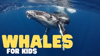 Whales for Kids  Learn all about toothed and baleen whales [upl. by Towny]