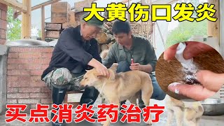 大黄伤口发炎，买点消炎药给大黄上药，炒一碗南瓜花太鲜了！【乡野志刚】生活 山居生活 animals [upl. by Azilef]