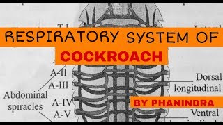 RESPIRATORY SYSTEM OF COCKROACH  PERIPLANETA  INTER 1st YEAR  BY PHANINDRA GUPTA [upl. by Noruq]