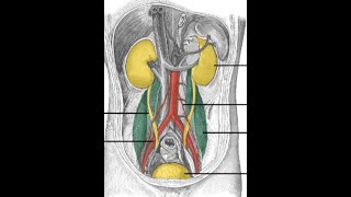 ANATOMIE FMPM ANATOMIE DE LAPPAREIL URINAIRE [upl. by Chyou555]