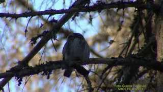 SPARVUGGLA Pygmy Owl Glaucidium passerinum Klipp  1155 [upl. by Pylle]