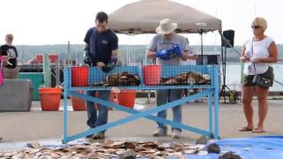 Scallop Shucking Competition at Digby Scallop Days [upl. by Odnamra]