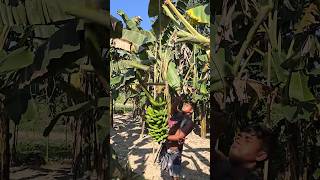 Funny banana part 51 shorts viral bananna satisfying farming shortvedios bananacutting [upl. by Meadow]