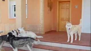 COMO CANTAN LOS PERROS HUSKYS SIBERIANOS Y SE COMUNICAN CON AULLIDOS [upl. by Vicky]