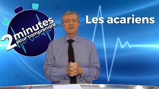 Les acariens  2 minutes pour comprendre [upl. by Irok]