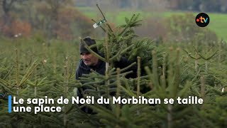 Le sapin de Noël du Morbihan se taille une place [upl. by Oisor194]