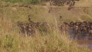 Masai Mara  Great Migration [upl. by Eitak65]