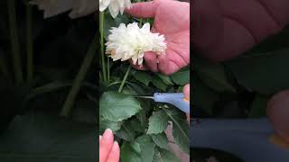 Gardening Tip  Deadheading Dahlias [upl. by Drannek]