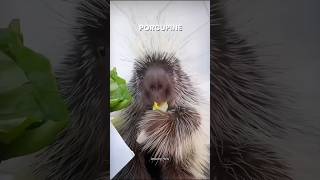 Porcupine shorts viralvideo trending [upl. by Siahc]