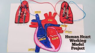 Human Heart working model  science project  3d model of human Heart  biology project [upl. by Chi]