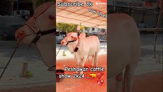 Part 7 Peshawar Cattle show 2k24 💝cow cattlemarket [upl. by Loferski8]