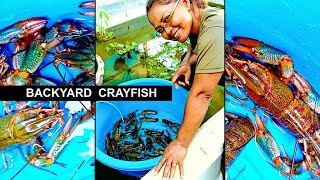 Growing CRAYFISH At Home For Food amp Profit [upl. by Warenne]