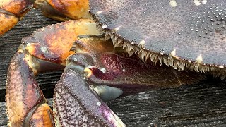 Crabbing Camano Island 2022 [upl. by Anitsenre]