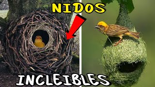 Los 10 NIDOS Más Sorprendentes del Mundo 🪺 🤯 Te dejaran Boquiabierto 😱 [upl. by Imot]