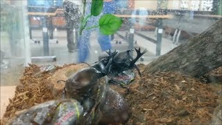 Rhinoceros beetles Duel  장수풍뎅이 결투 싸움 [upl. by Renmus]