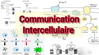 communication intercellulaire  Signalisation [upl. by Kirat]