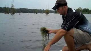 How to catch shallow summer bass at Lake DArbonne Louisiana [upl. by Dimitri]