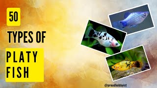 50 Types of Platy Fish  Live bearer Platy Fish variants  Proud Hobbyist [upl. by Ydaj]