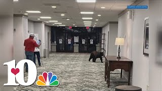 Bear explores inside downtown Gatlinburg hotel [upl. by Lattie]