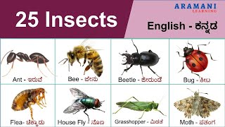 Insects  ಕೀಟಗಳು  English and Kannada [upl. by Delphina]