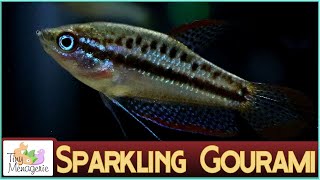 All About Sparkling Gourami  A Different Nano Fish [upl. by Runstadler]