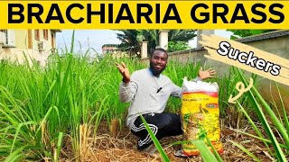 Livestock Farmer Wants My Brachiaria Grass SUCKERS Mulato Grass SUCKERS Wonder Feed For Livestock [upl. by Enyaz]