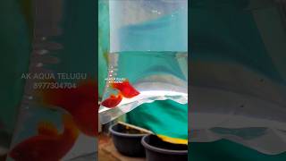 BALLOON PLATY ADULTS ❤️ SHIPPING VIZAG  AK AQUA akaquatelugu balloonplatyfish platyfish [upl. by Tisbee]